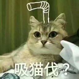 撸猫吗带你吃瓜,带你领略趣味生活