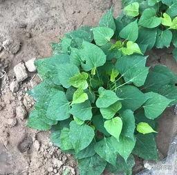 南方猪吃的瓜,探寻猪食瓜的独特魅力