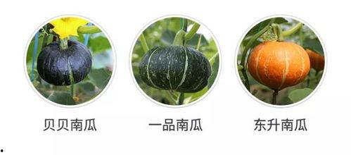 吃瓜发现新裙子,一场视觉与味蕾的双重盛宴